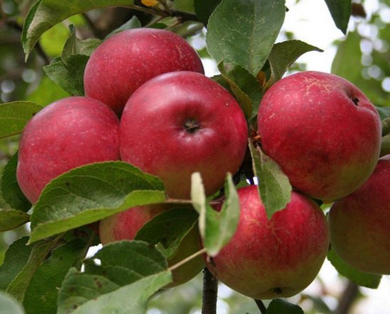 Яблоки Лобо: крупные, сочные и полезные фрукты!